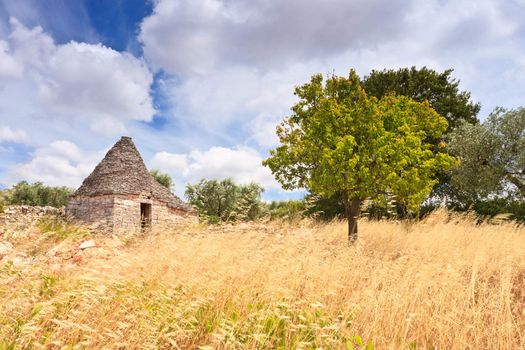 Single Trulli cone and tree in Puglia Southern Italy