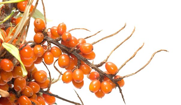 Branch of sea-buckthorn berries with berries it is isolated on a white background.