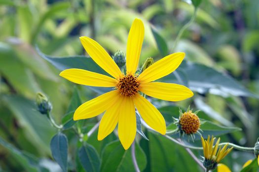 Single yellow flower on background with green grass