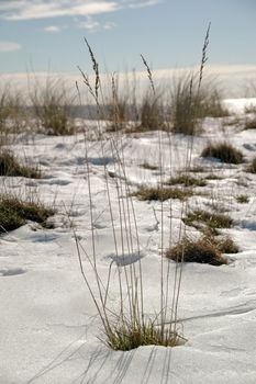 Winter by the beach