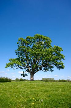 Meadow with a tree and blue sky.