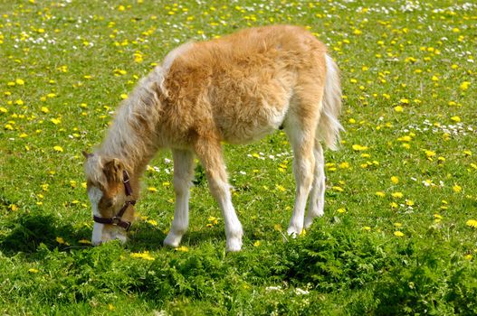 A sweet young horse is eating grass