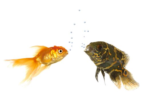 Goldfish and tiger oscar fish are comunicating with air bubbles