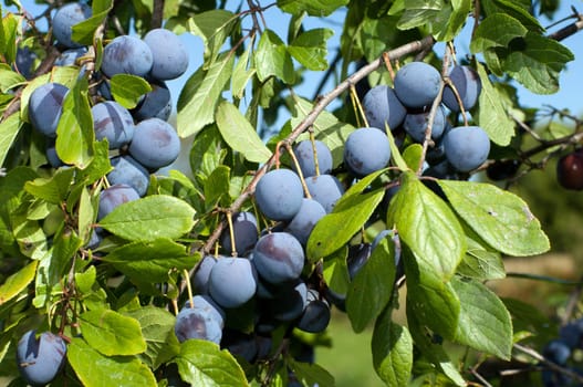 Ripe berries of a sloe on branches.