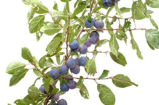 Branch of a sloe with berries it is isolated on a white background.