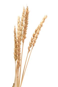 Wheat ears it is isolated on a white background.