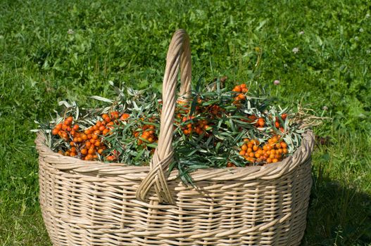 Basket with sea-buckthorn berries on a green grass.