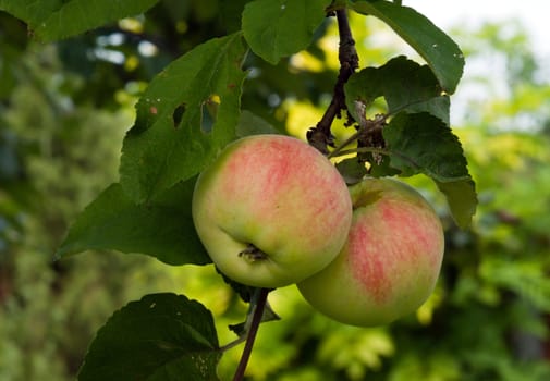 Two ripe apples on a branch.