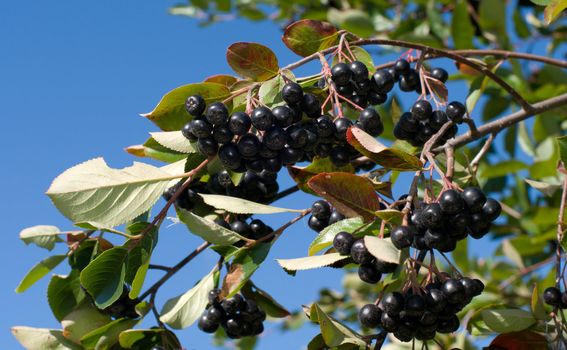 Ripe berries of aronia against the blue sky.