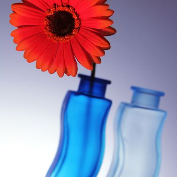 bright red gerbera with two blue vases