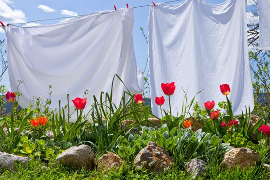 Red tulips in a flowerbed and clean laundry on a washing line