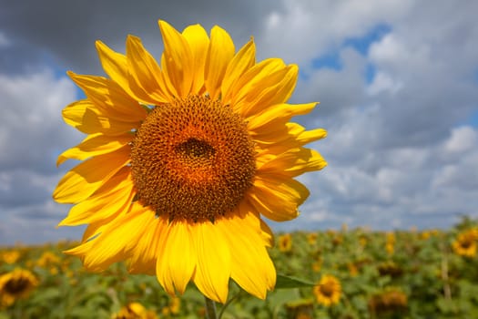 Yellow sunflower against clouds. summer landscape. nature