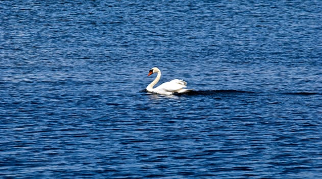 A white swan swimming in blue water