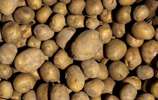 Closeup of freshly harvested potatoes in the sun