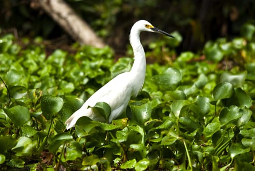 a White Egret standing in green vegetation