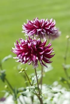 Dahlia x hortensis cv. Belvedere, Cactus-Dahlia