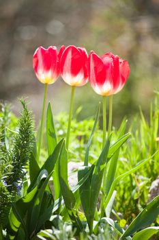 Three Red Tuplips in the Sunshine