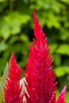 Bright red cockscomb flowers against blurred greed background