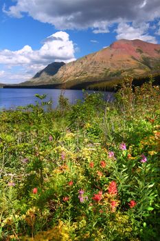 Wildflowers along the shoreline of Two Medicine Lake in Glacier National Park - Montana.