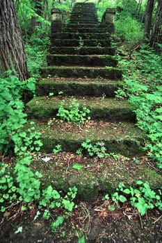 Old mossy stairs lead through a lush forest at Kilbuck Bluffs Forest Preserve in Illinois.