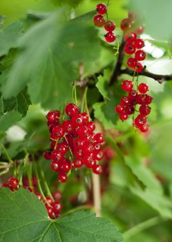 Red currant bush on a green background