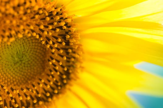 Detail view of a sunflower