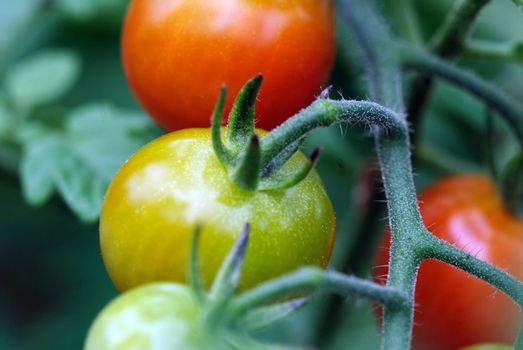 Close up picture of small tomatoes on the tomato plant