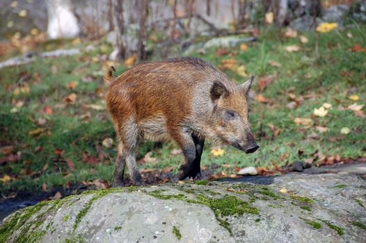 Wild boar standing in the forest in autumn