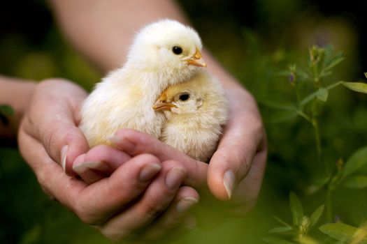 Chickens in the hands of a green background