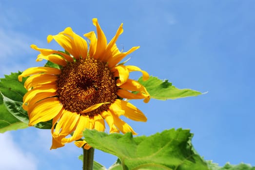 sunflower reaching for the sky