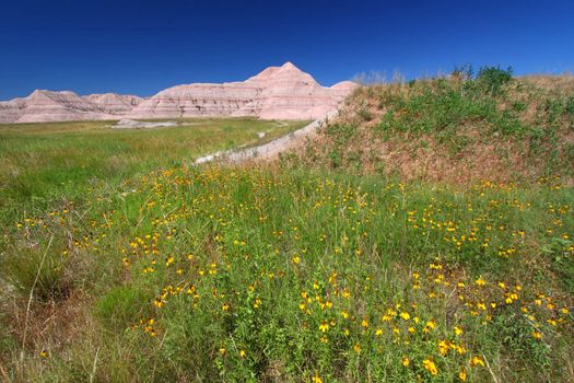 Wildflowers sway in the wind at the Conata Basin of Badlands National Park - South Dakota.