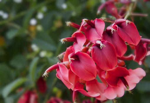 Deep red coral flowers on a tree in a park