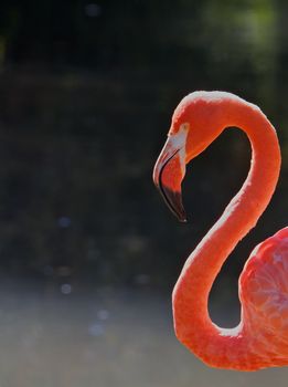 Red Flamingo Head  and Neck against a dark soft focus pond