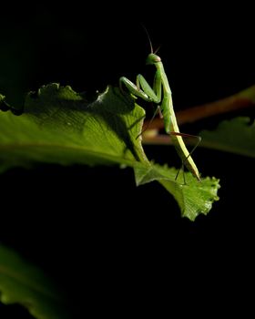 A green praying mantis insect is standing on a leaf on a black background.