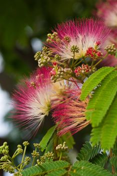 Flowers and leaves of acacia, taken in Greece.