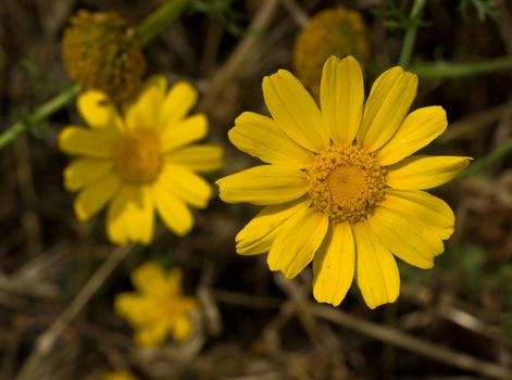 Yellow flowers on a greek meadow in summer.