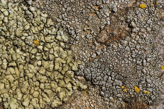 Closeup of lichens on a stone surface.