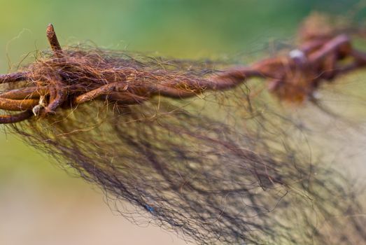 Barbed wire with some sheep wool hairs.