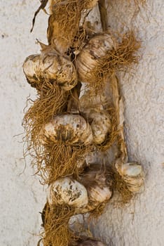 A bunch of garlic hanging on the wall - Greece.