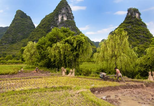 Rice Fields being harvested in Yangshuo, China, July 7 2010. China registered record rice yield for 2009.