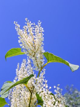 Inflorescences of herb plant with small white flowers blooming in autumn 