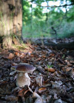 Wild mushroom growing in forest in dry leaves