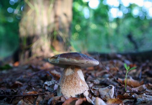 Wild mushroom growing in forest in dry leaves
