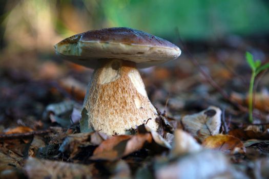 Wild mushroom growing in forest in dry leaves