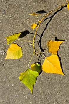 Aspen twig with shiny yellow and green leaves on the asphalt. Fall season