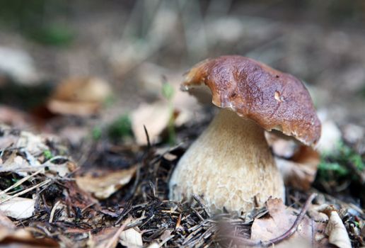 Wild mushroom growing in forest in dry leaves