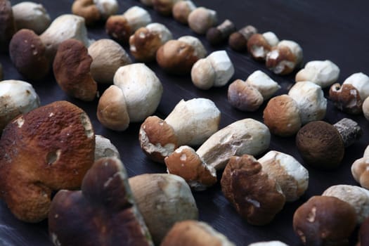 Collected various wild mushrooms on wooden table