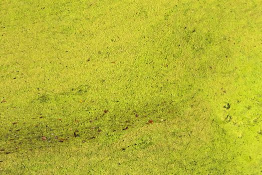 Lemna, fall leaves, dirt and many various small organisms on the surface of stagnant water