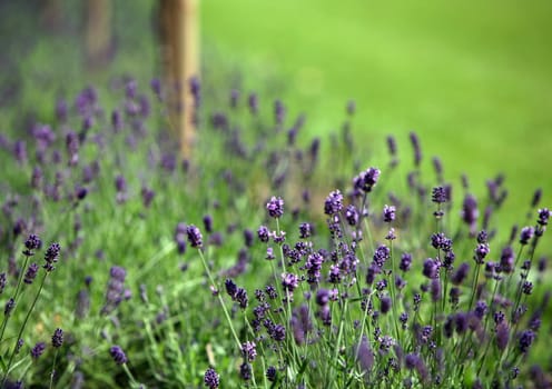 Detail of wild growing lavender on green field
