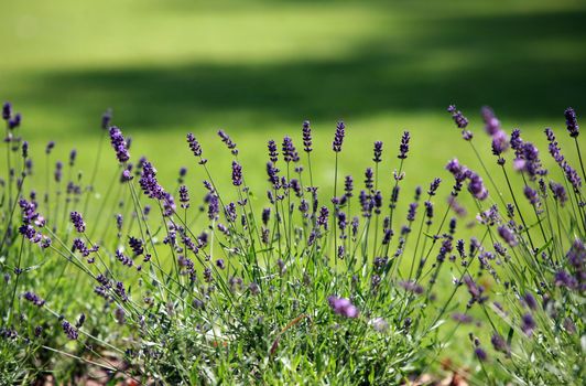 Detail of wild growing lavender on green field